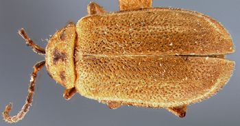 Media type: image;   Entomology 25015 Aspect: habitus dorsal view